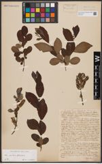 Foto von Salix aurita L. x Salix silesiaca Willd.